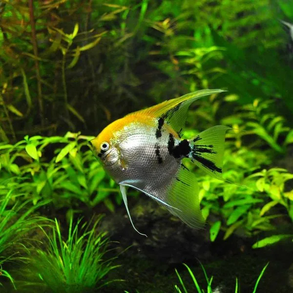 Is Flourish Glue Safe for Fish