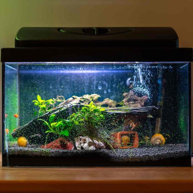 Curated visual reference: Fresh Look at Is E6000 Glue Aquarium Safe